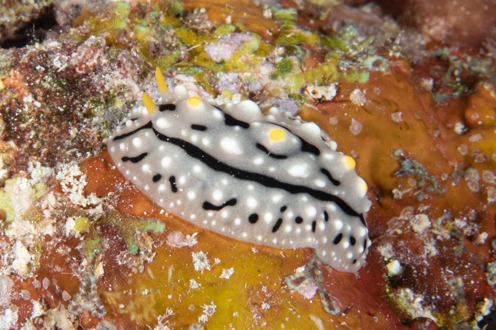 Image of Lumpy black grey orange slug