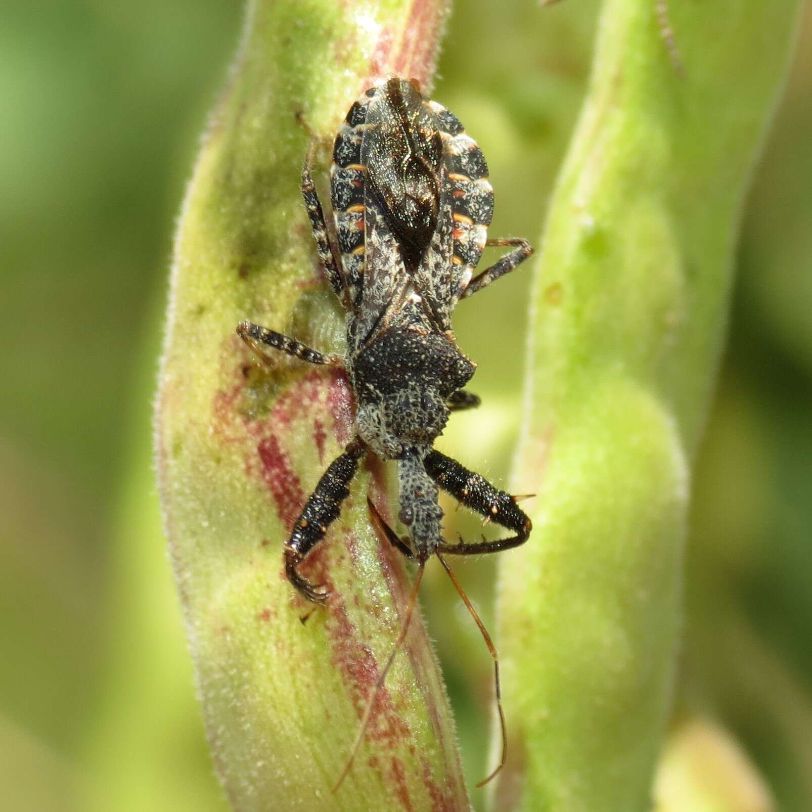 Image of Assassin bug