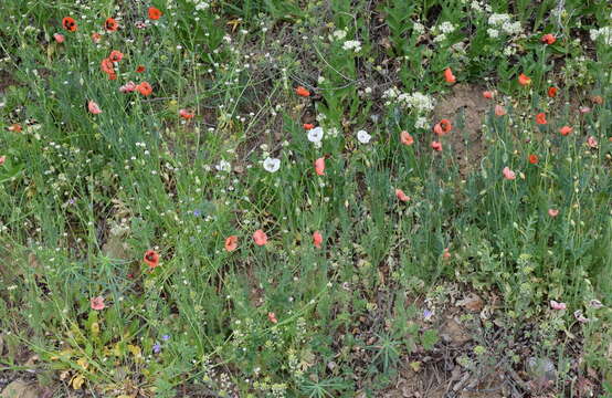 Image of Papaver laevigatum M. Bieb.