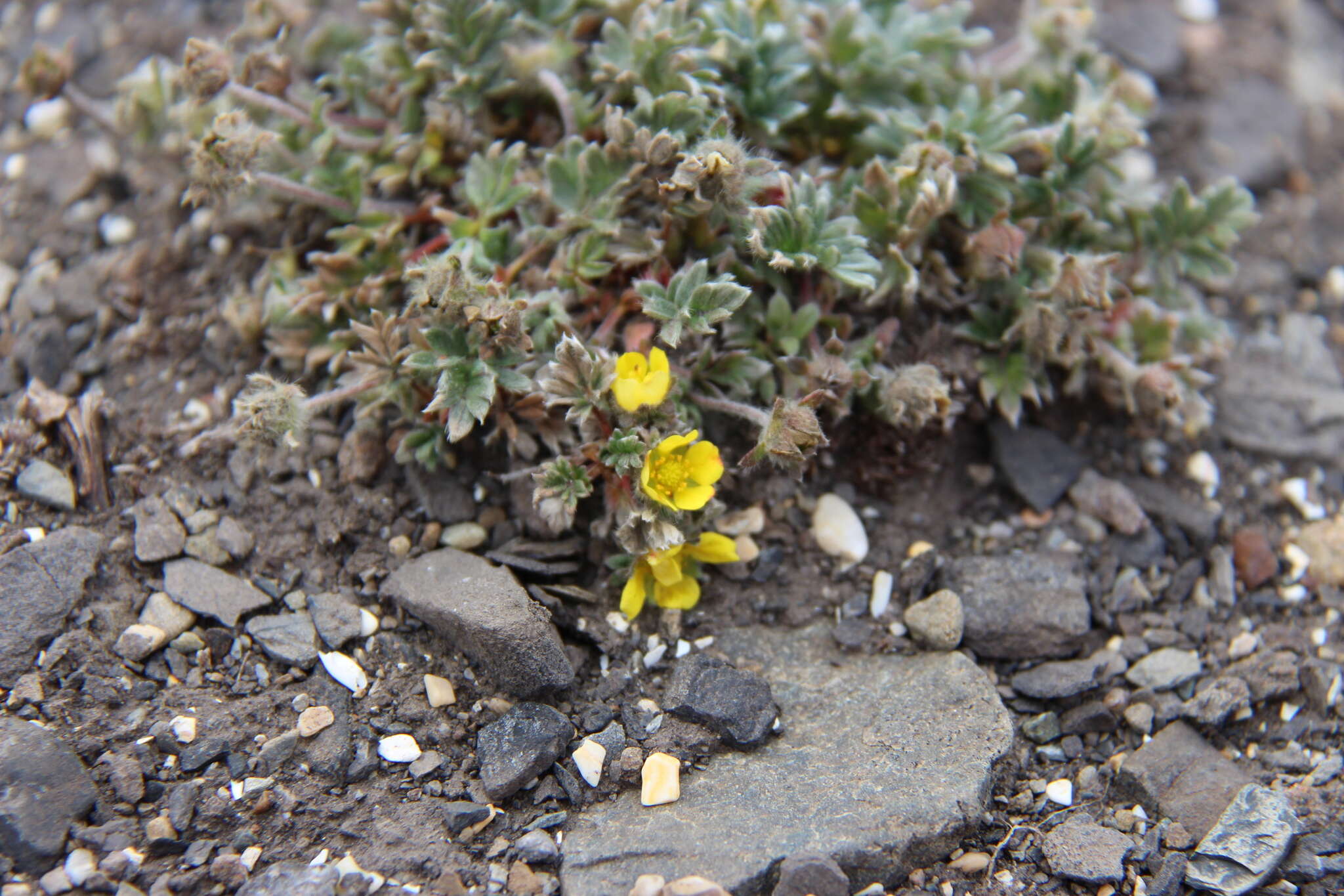 Image of pretty cinquefoil