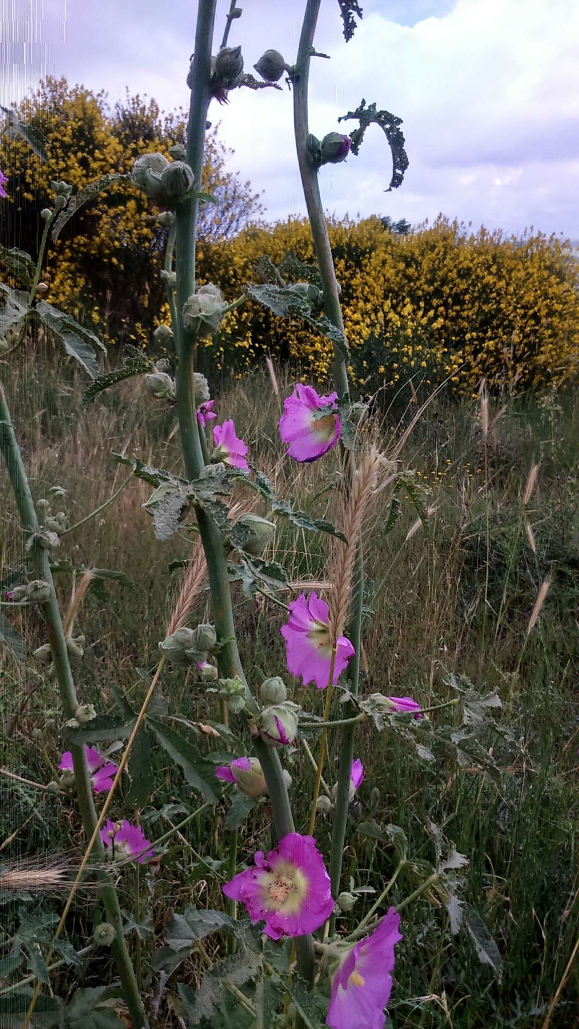 Image de Alcea dissecta (Baker) Zoh.