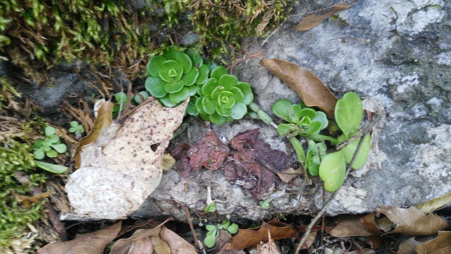 Image of Sedum rhodocarpum Rose