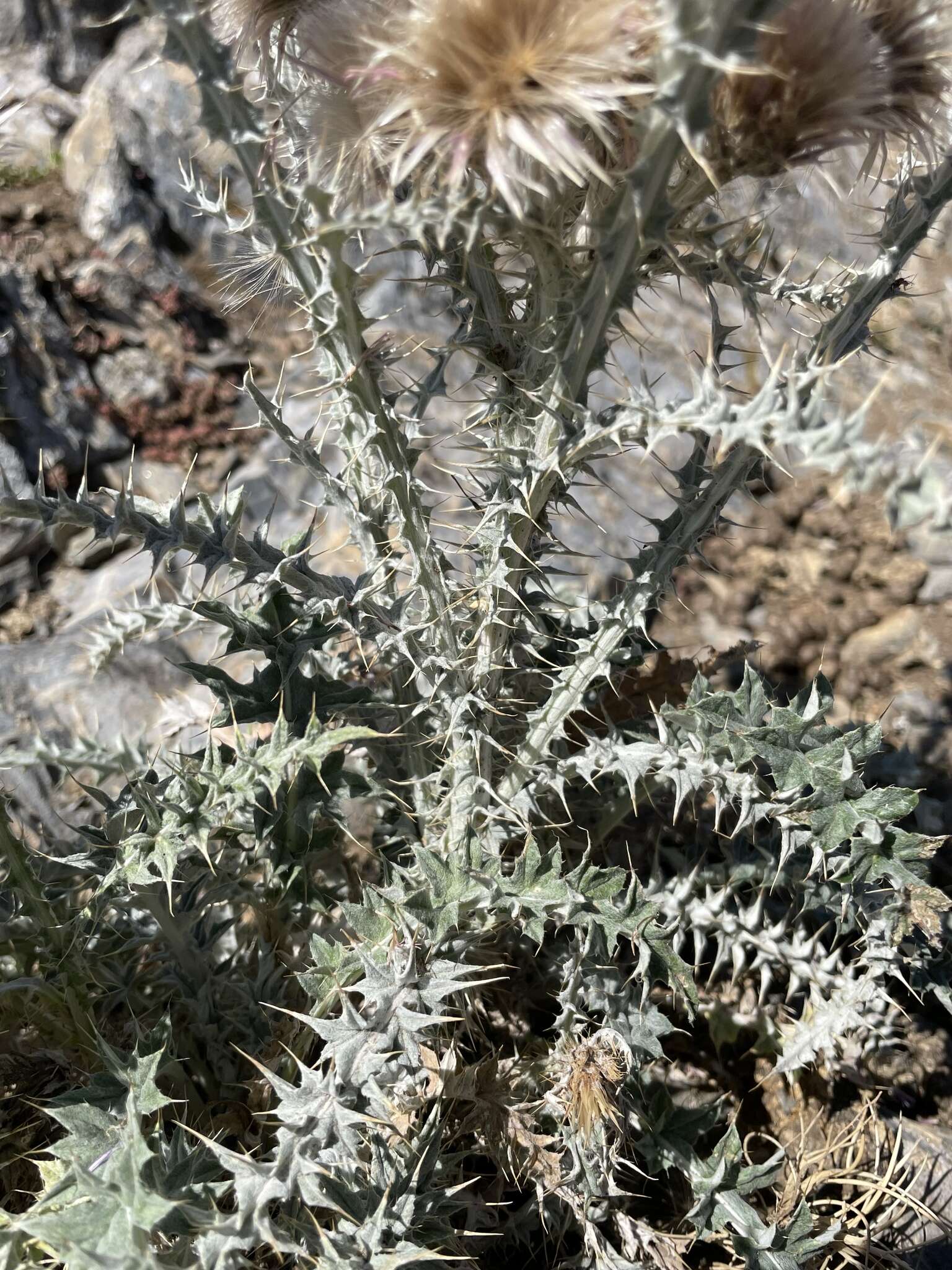 Image de Carduus carlinoides Gouan