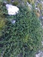 Imagem de Juniperus communis var. hemisphaerica (Jacq. & C. Presl) Parl.