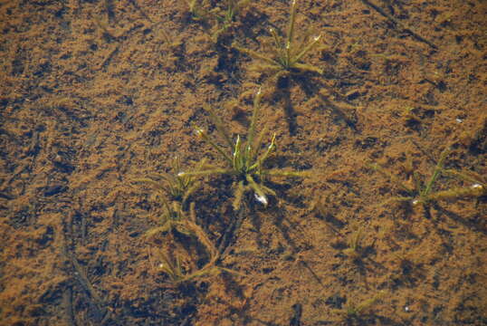 Image of Maritime Quillwort