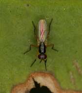 صورة Anaphalantus longicornis (Macquart 1843)