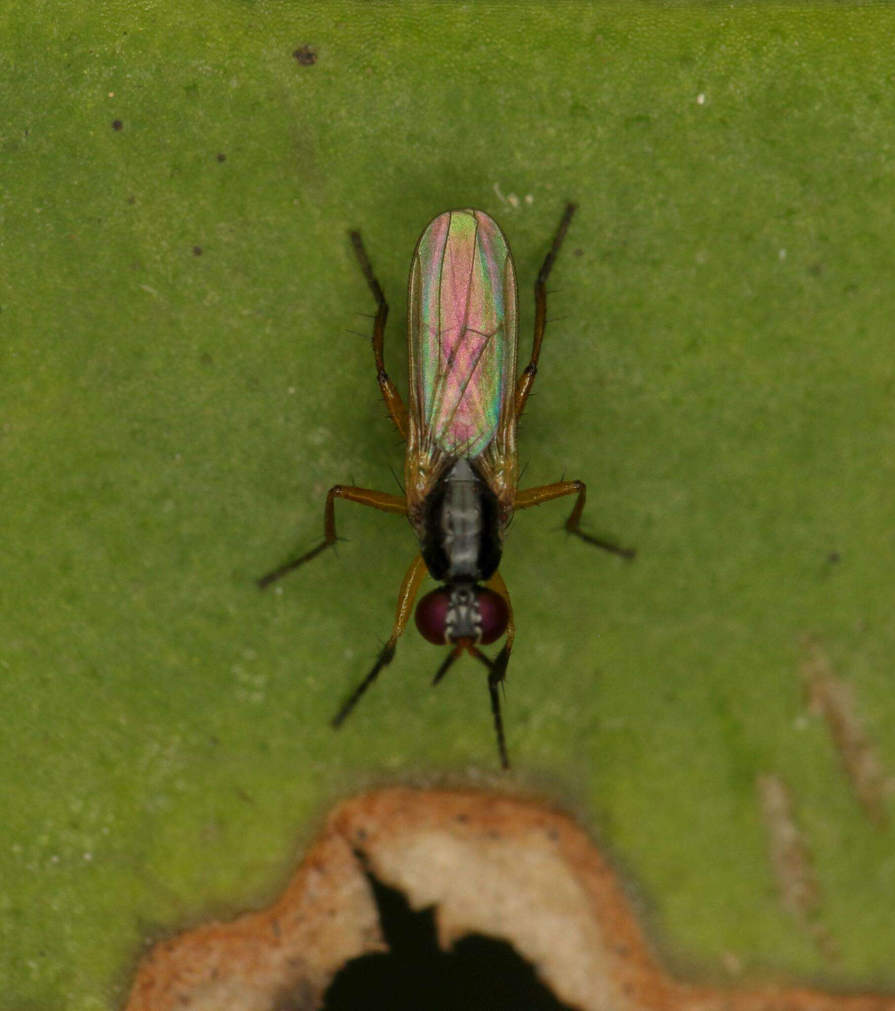 صورة Anaphalantus longicornis (Macquart 1843)