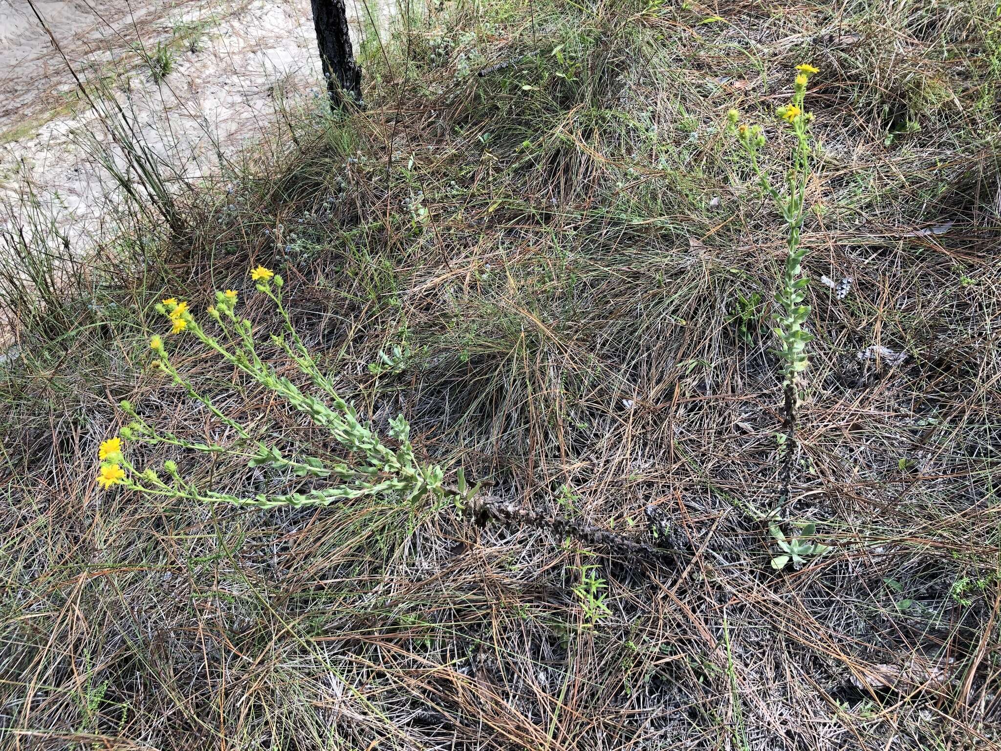 Image of pineland goldenaster