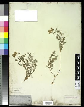 Image of common lomatium