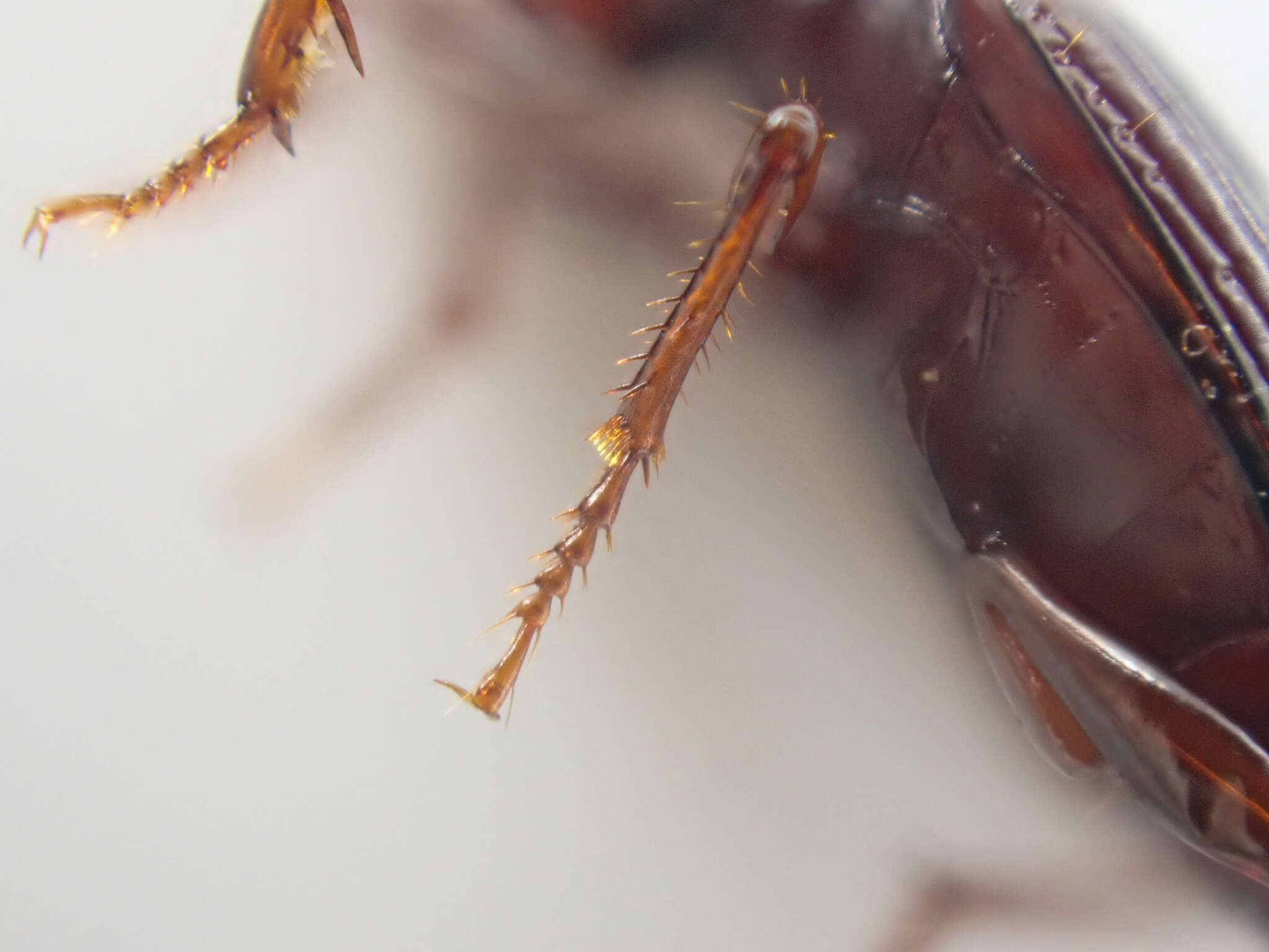 Image of Pterostichus (Leptoferonia) marinensis Hacker 1968