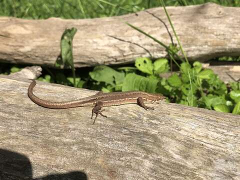 Image of Japanese Grass Lizard