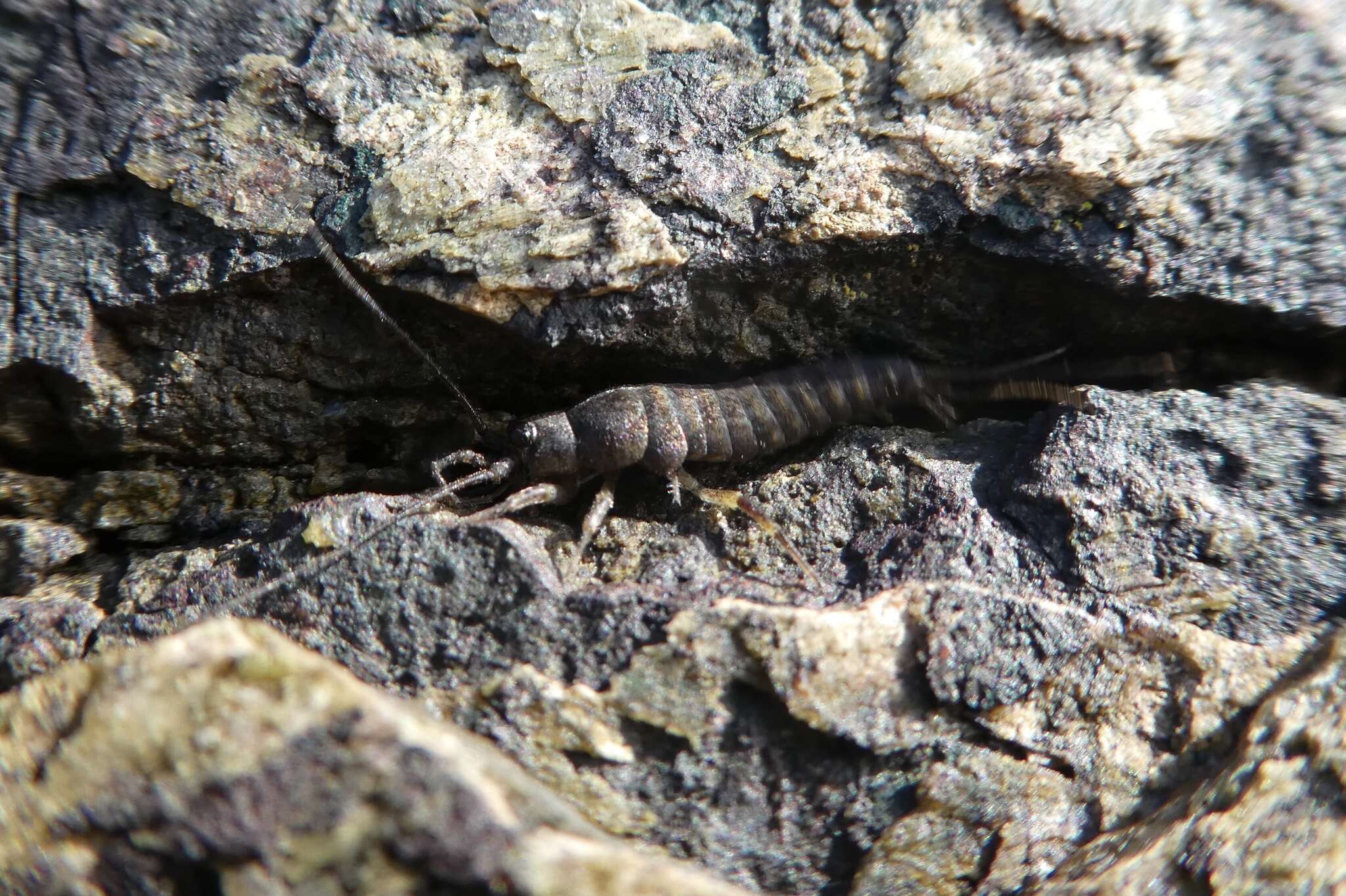 Image of sea bristletail