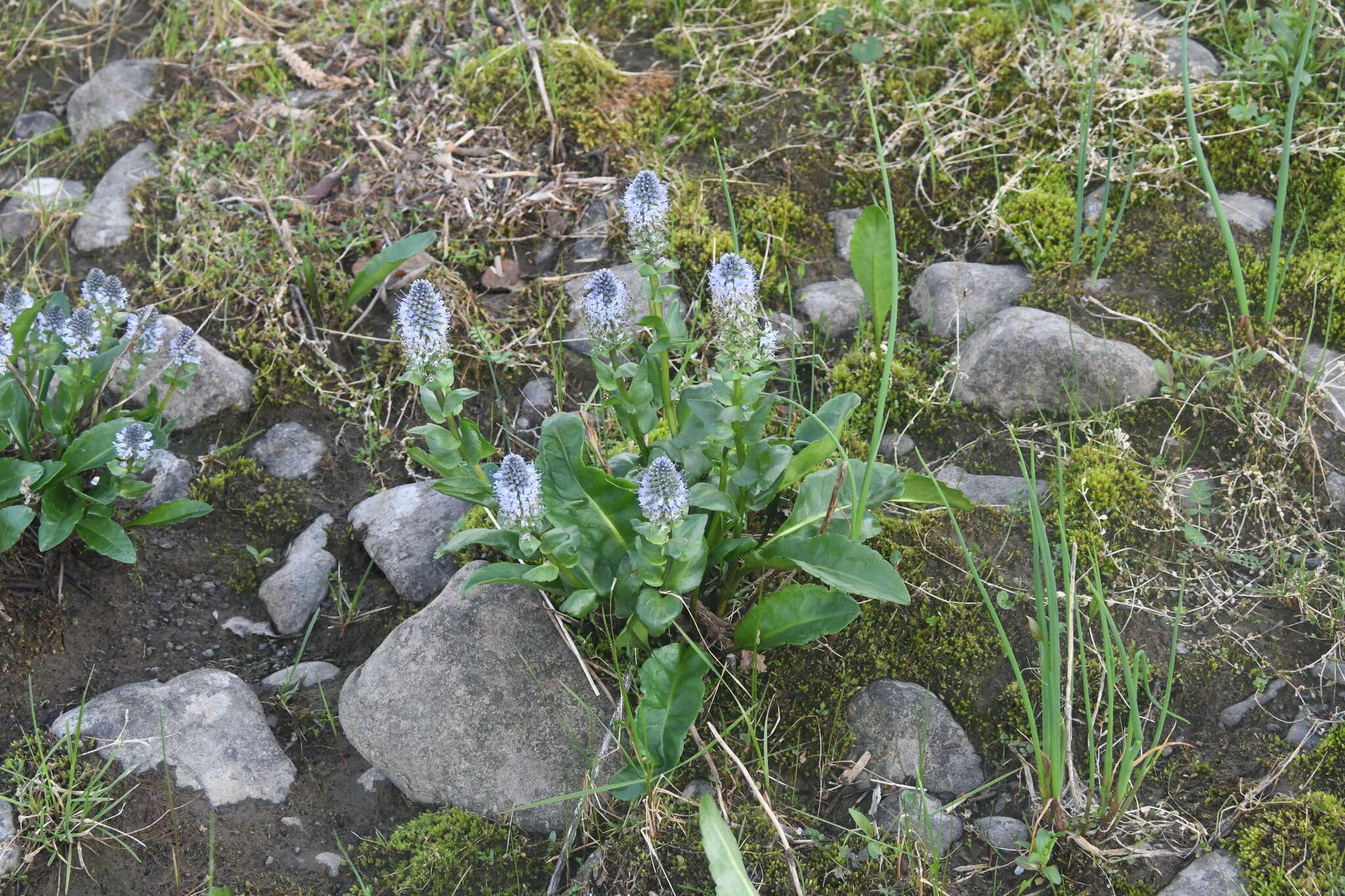 Слика од Lagotis minor (Willd.) Standley