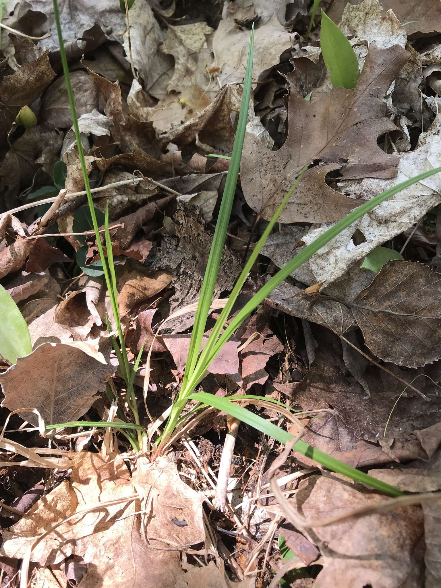 Image of fibrousroot sedge