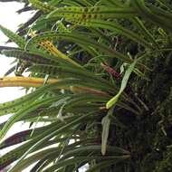 Image of Weeping Fern