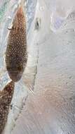 Image of Studded Pufferfish