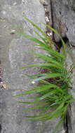 Melica uniflora Retz. resmi