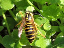 Image of Southern Yellowjacket