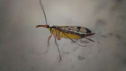 Image of Common scorpionfly