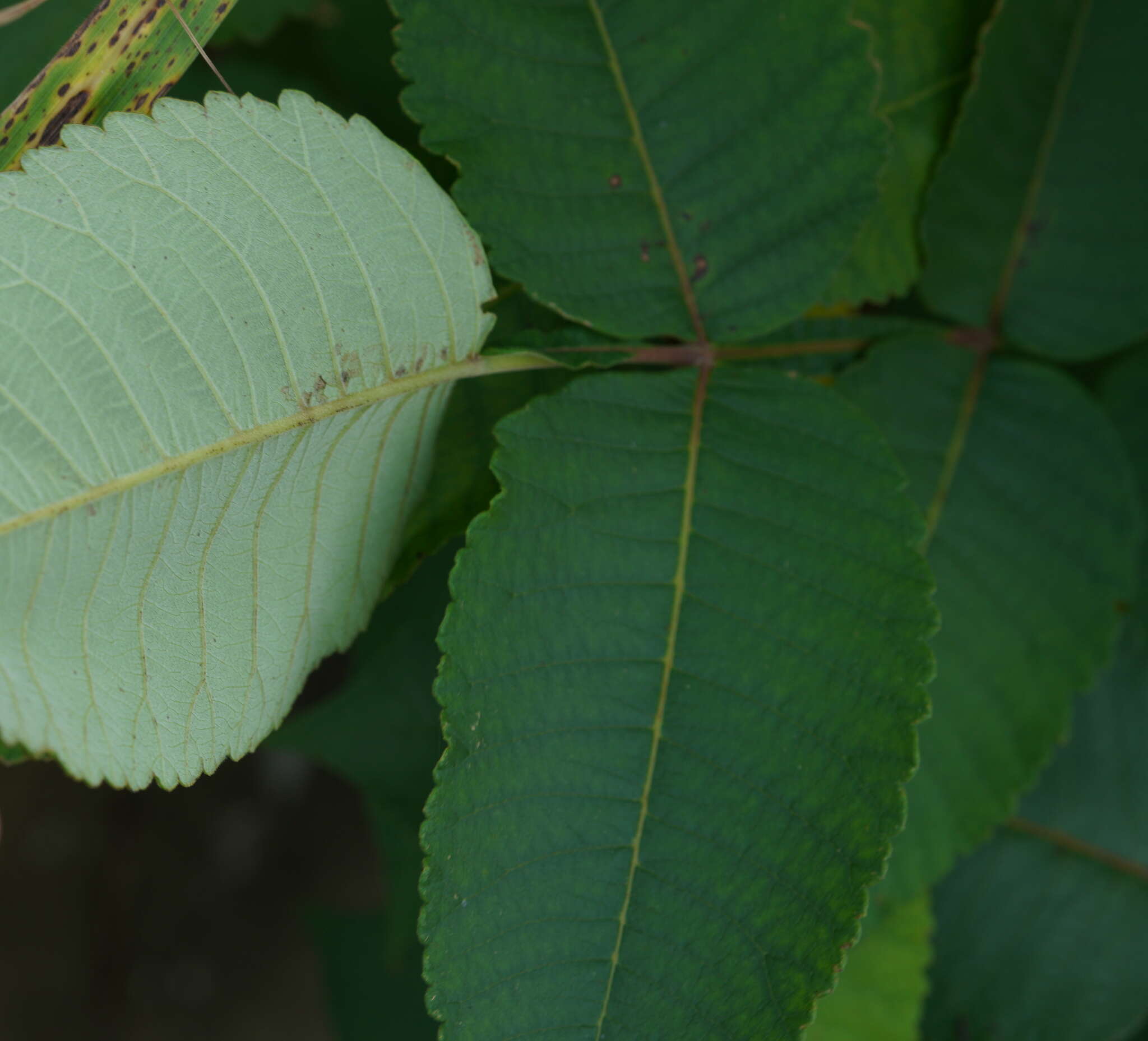 Sivun <i>Rhus <i>chinensis</i></i> subsp. chinensis kuva