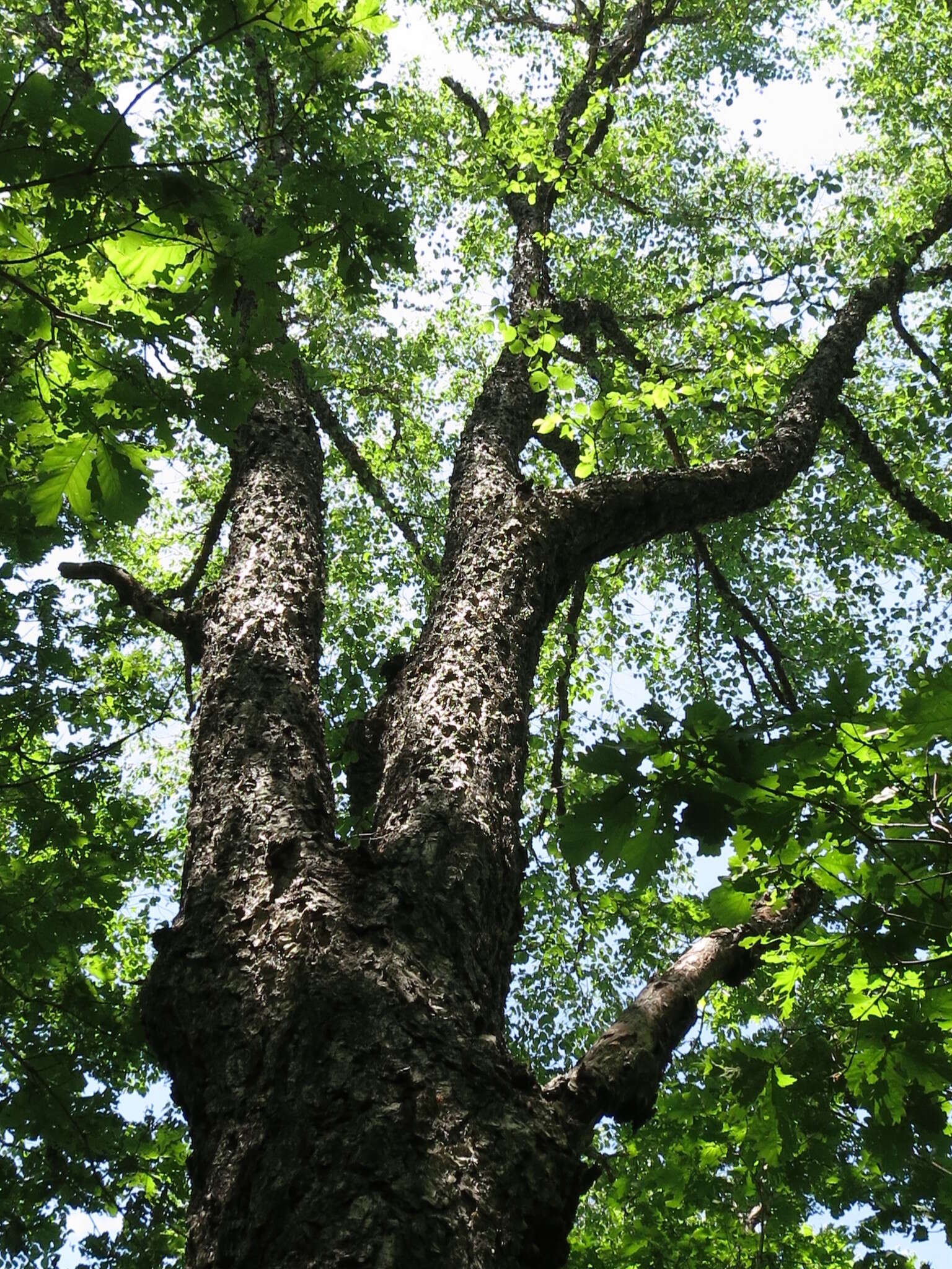 Imagem de Betula dauurica
