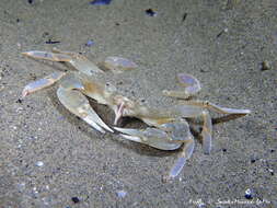 صورة Liocarcinus vernalis (Risso 1827)