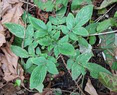 Image of shade phacelia