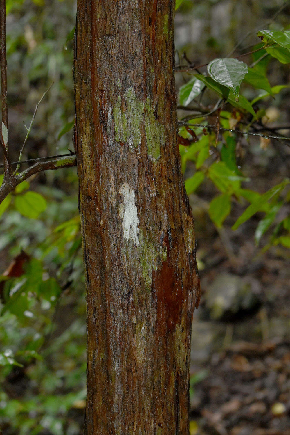 Rhodamnia sessiliflora Benth. resmi