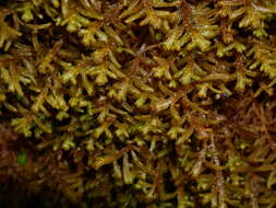 Image of Lepicolea attenuata (Mitt.) Steph.