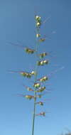 Plancia ëd Setaria sagittifolia (A. Rich.) Walp.