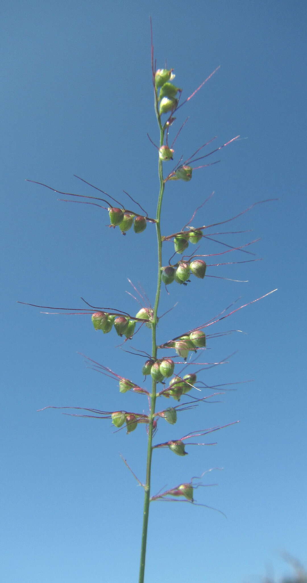 Plancia ëd Setaria sagittifolia (A. Rich.) Walp.