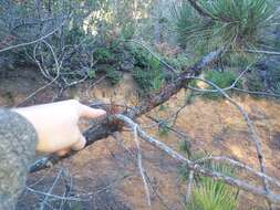 Image of coastal dwarf mistletoe