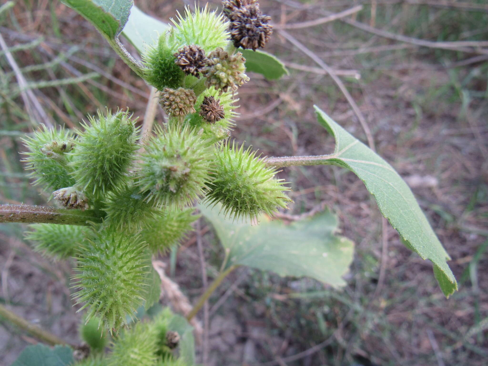 Image of Xanthium orientale subsp. riparium (Celak.) Greuter