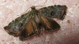 Image of Diana's Choreutis Moth
