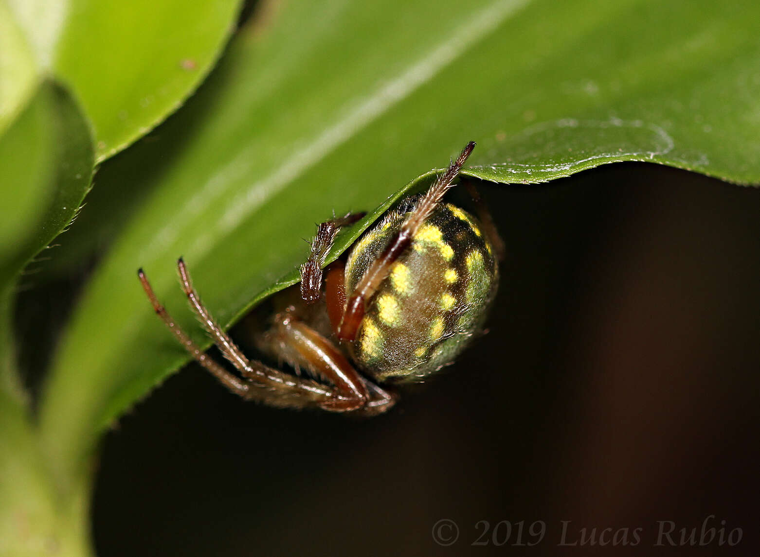 Imagem de Araneus workmani (Keyserling 1884)