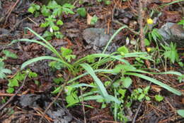 Image of Galanthus angustifolius Koss