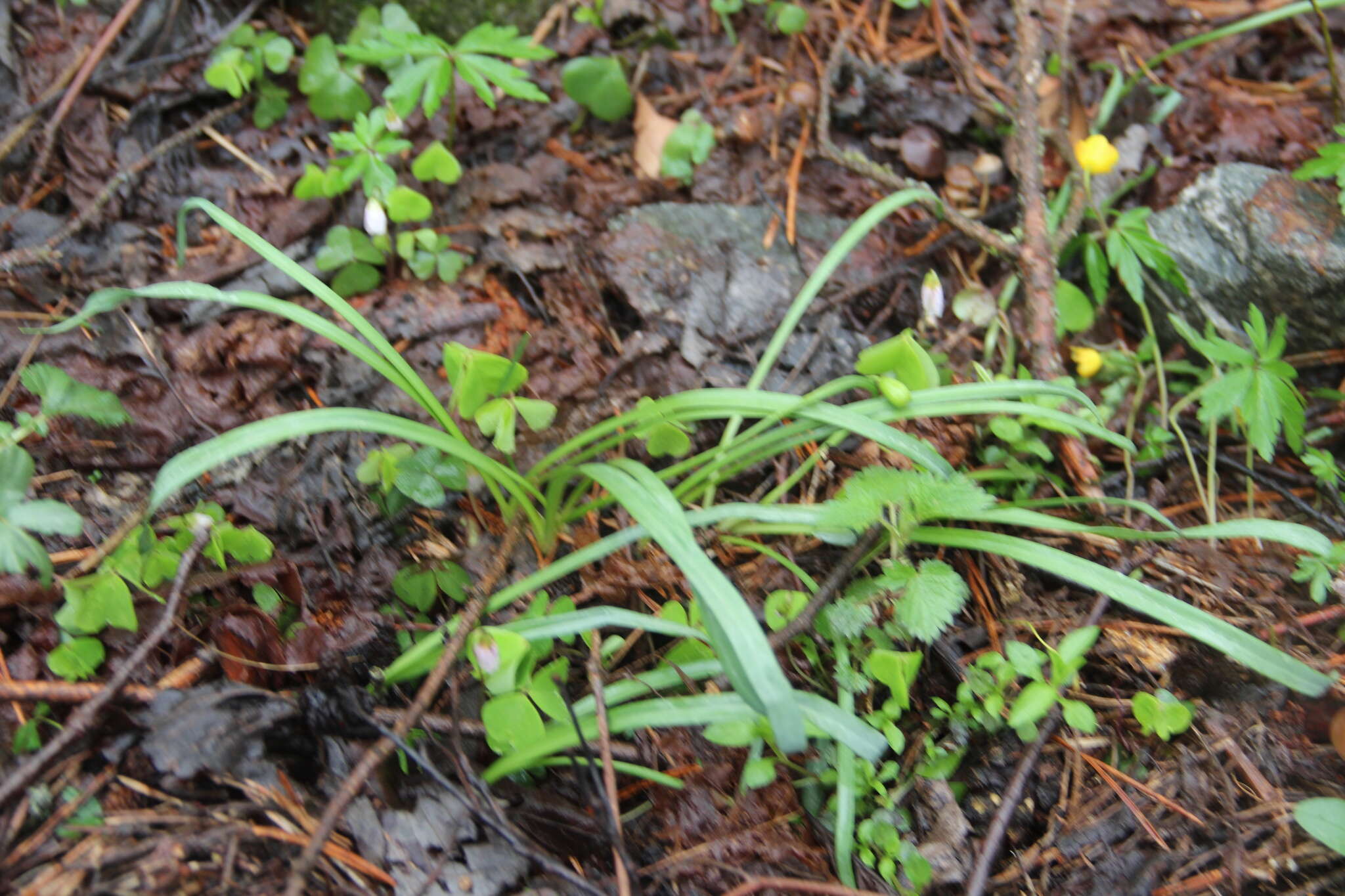 Image of Galanthus angustifolius Koss