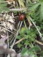 Image of California Lady Beetle