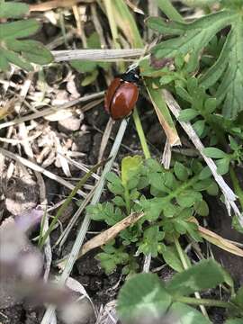 Image of California Lady Beetle