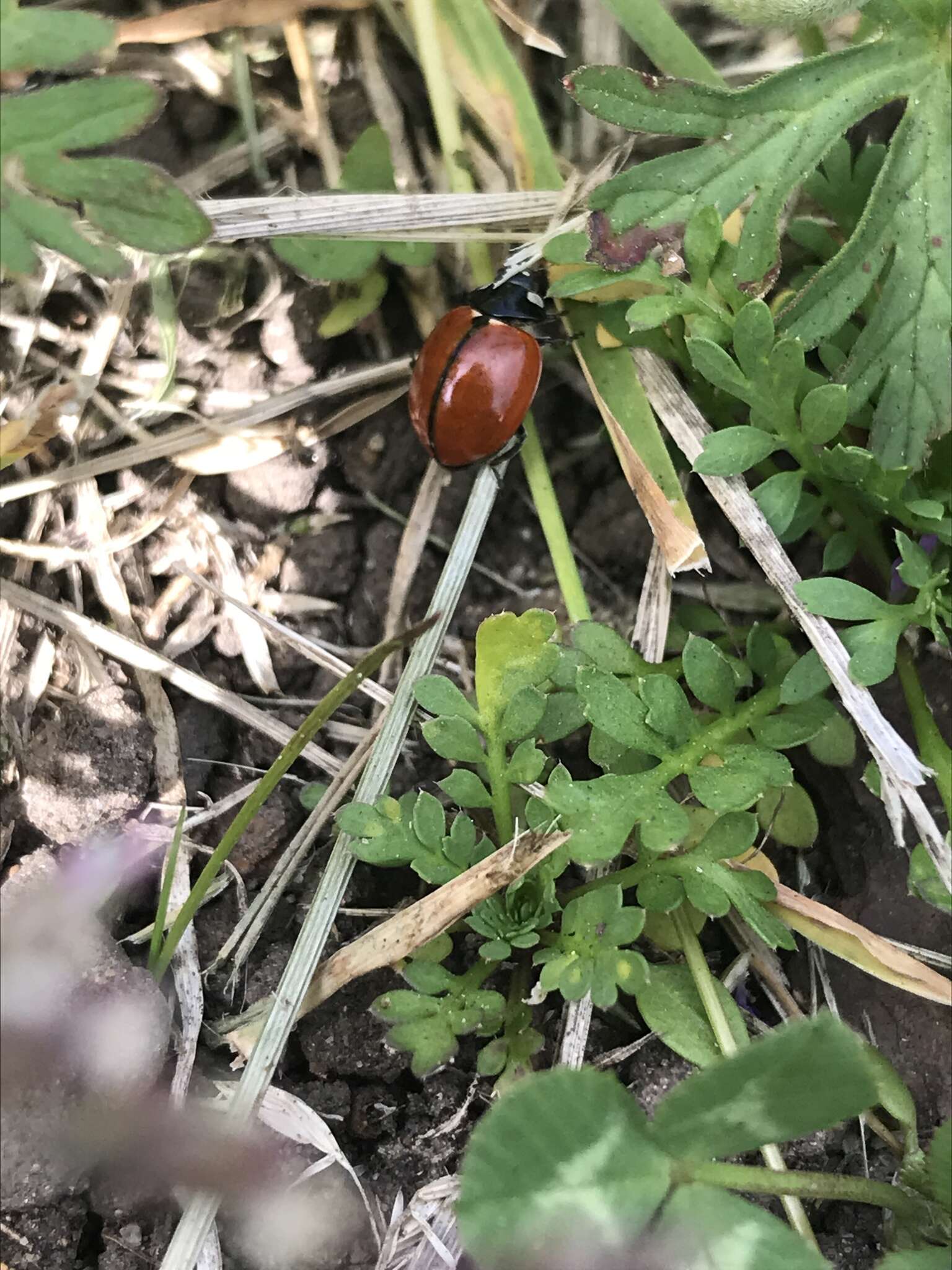 Imagem de Coccinella californica Mannerheim 1843