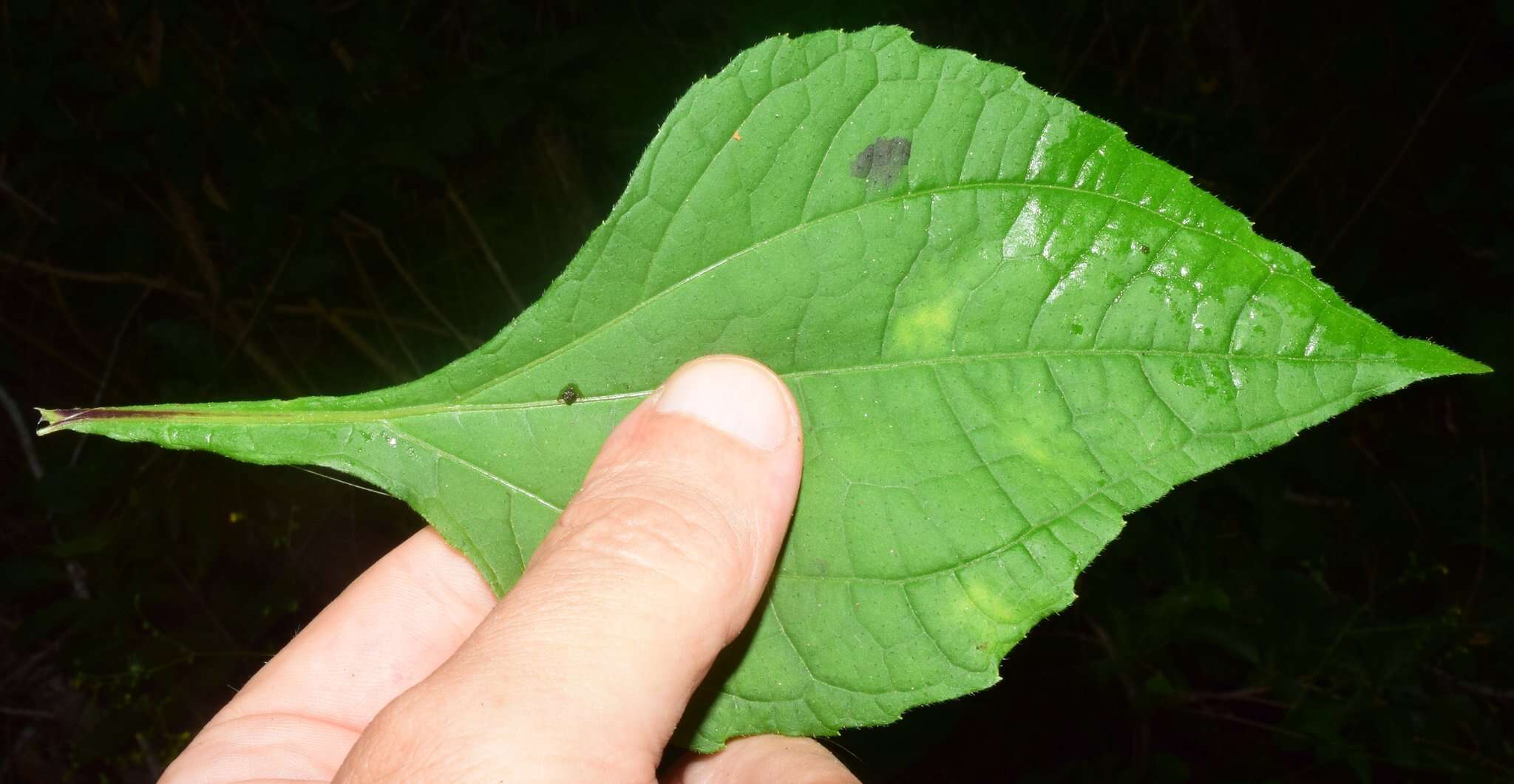 Image of Milleria quinqueflora L.