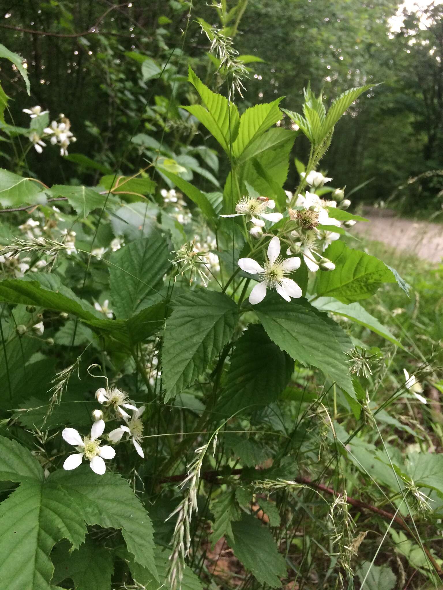 Image of setose blackberry