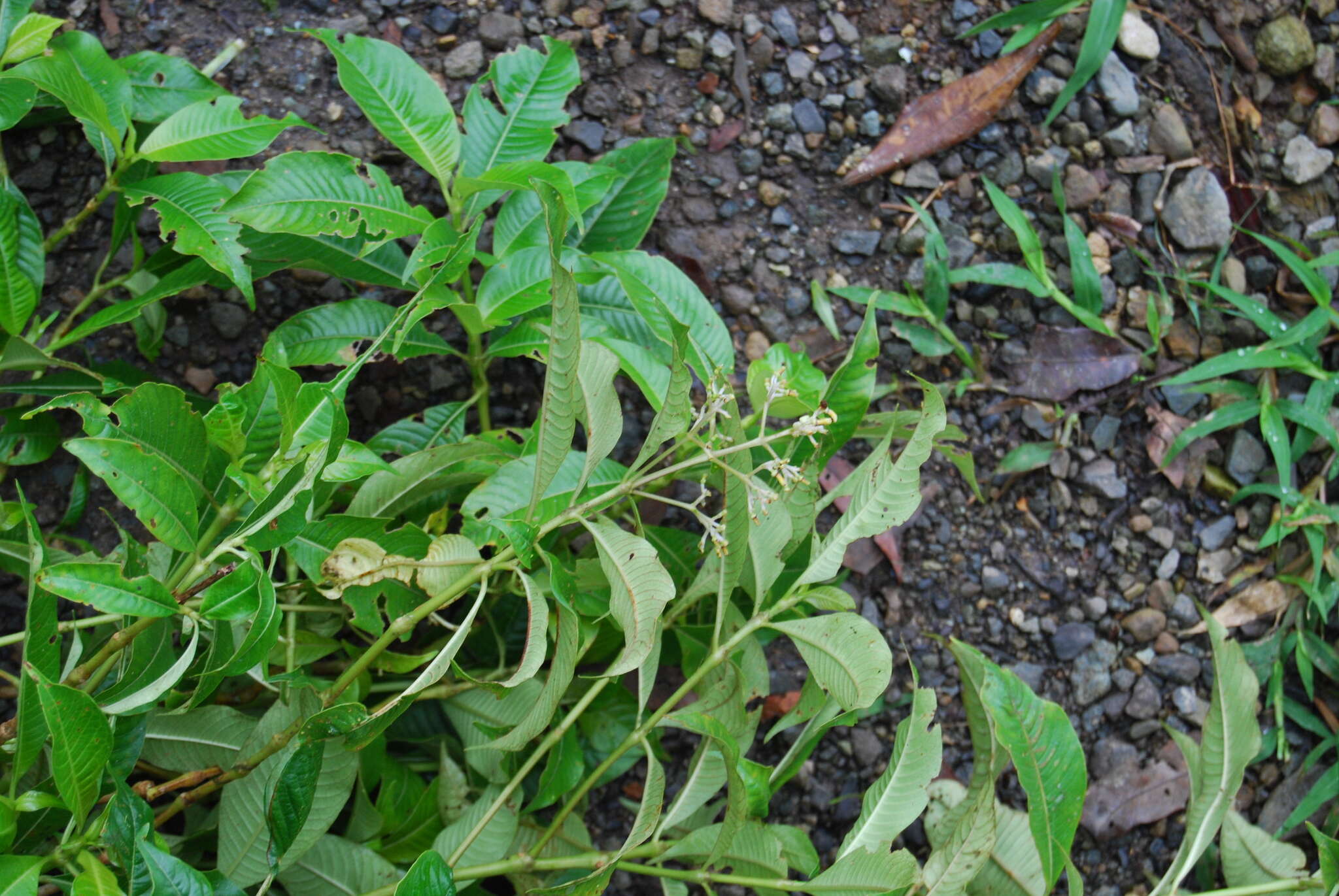 Image of Palicourea garciae Standl.