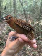 Image of White-throated Antbird