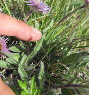 Image de Erigeron porsildii G. L. Nesom & D. F. Murray