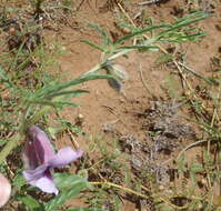 Image of Sesamum triphyllum var. triphyllum