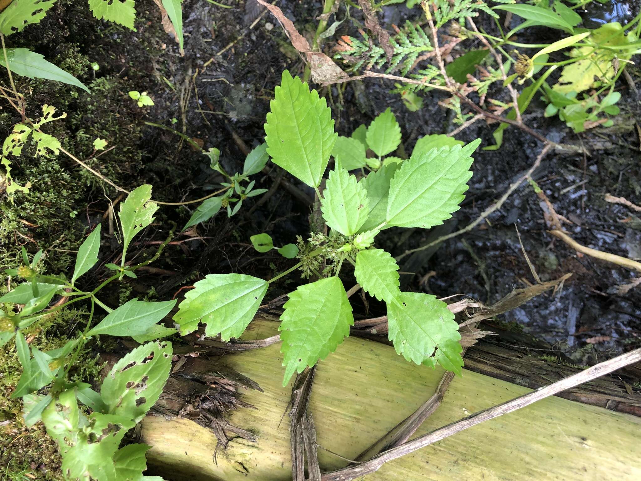 Image of Lesser Clearweed