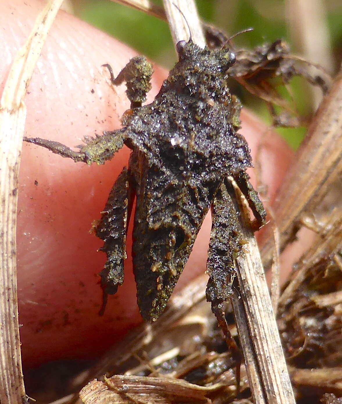 Image of Trachytettix bufo (Costa & A. 1864)