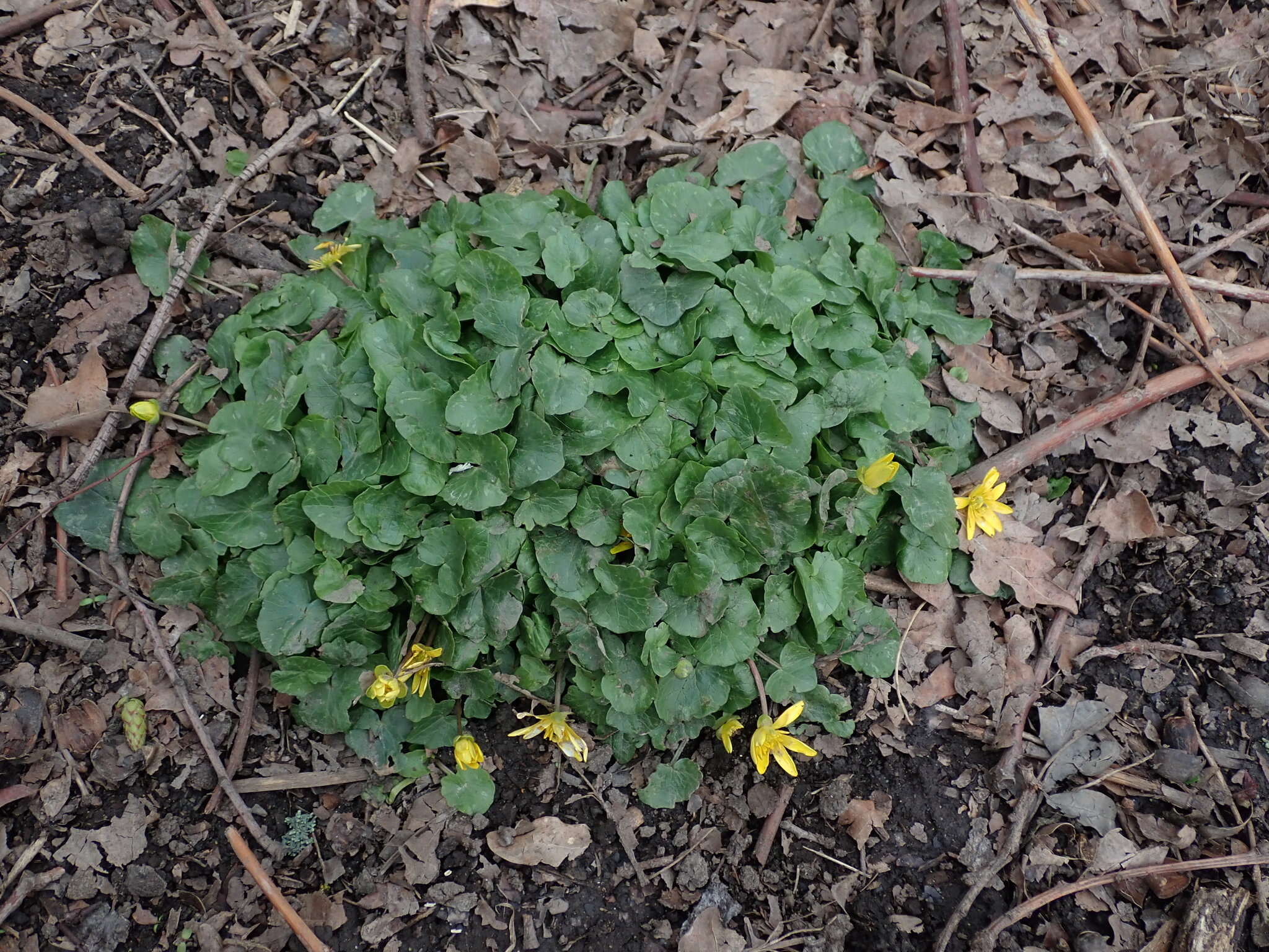 Image of Ficaria verna subsp. fertilis (Laegaard) Stace