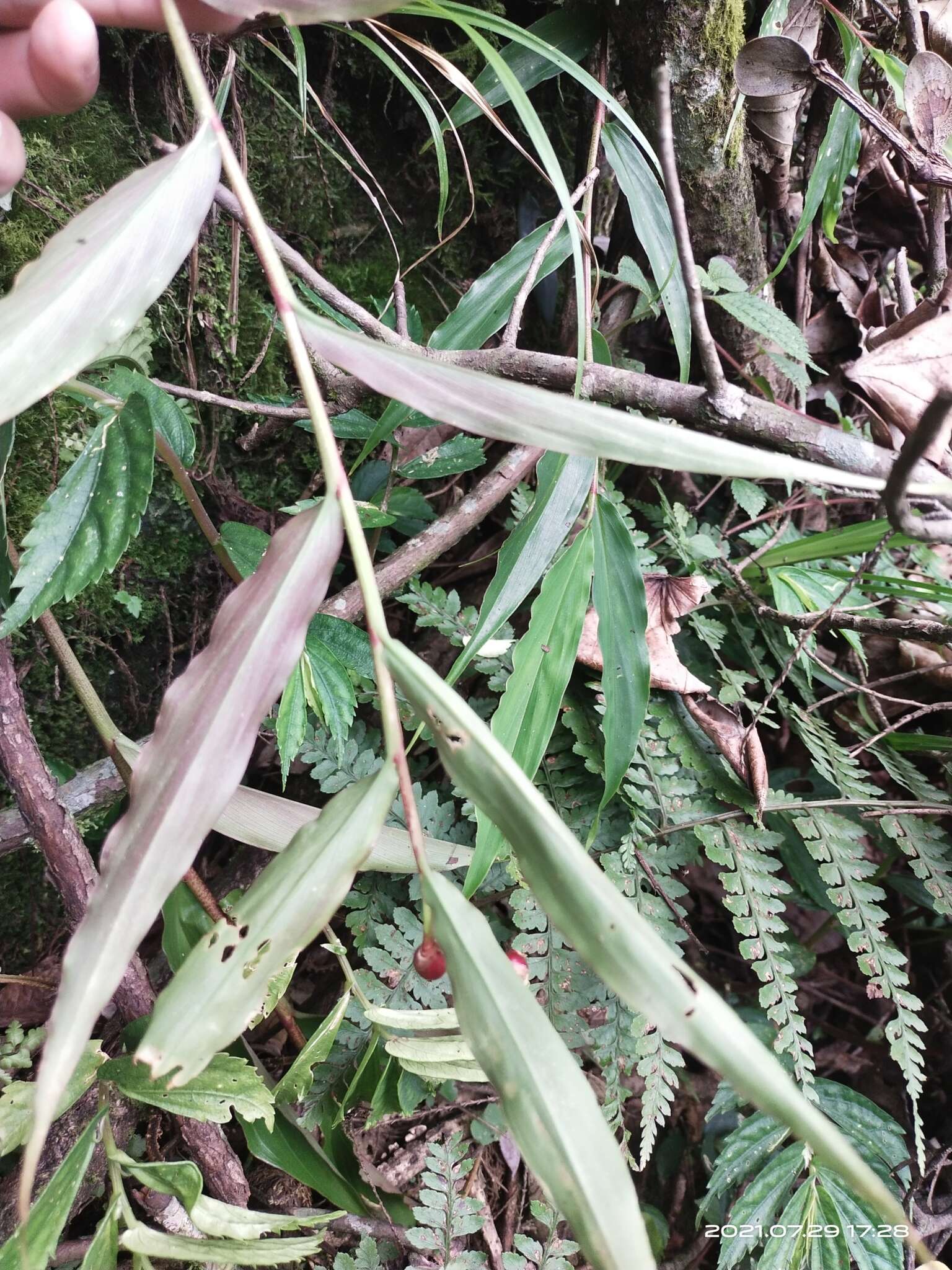 صورة Cautleya gracilis (Sm.) Dandy